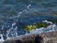 38858CrLe - Biking with Beth along the Waterfront Trail, from Petticoat Creek.JPG